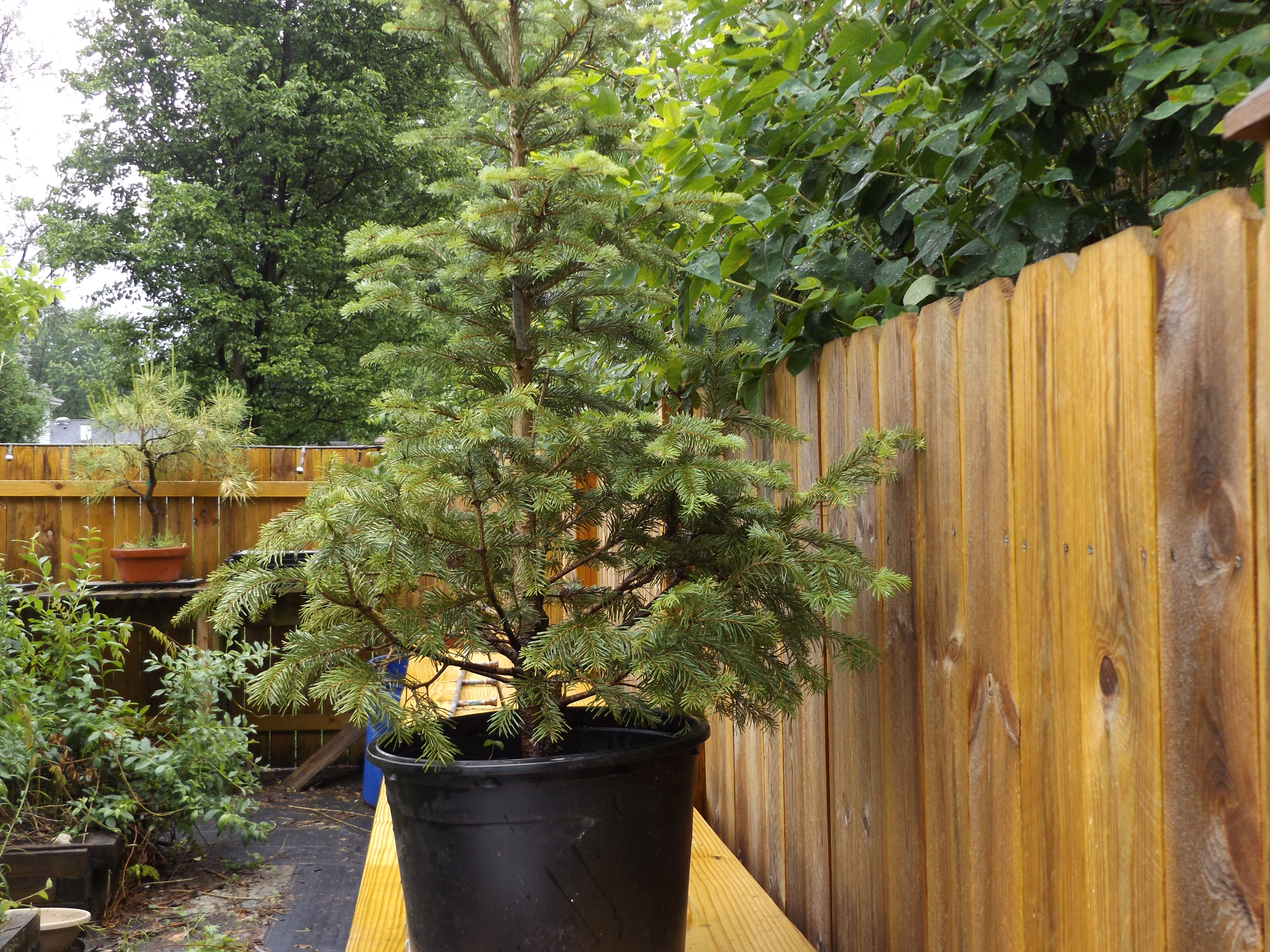 Tree 7 cork bark fir 2 150 SOLD