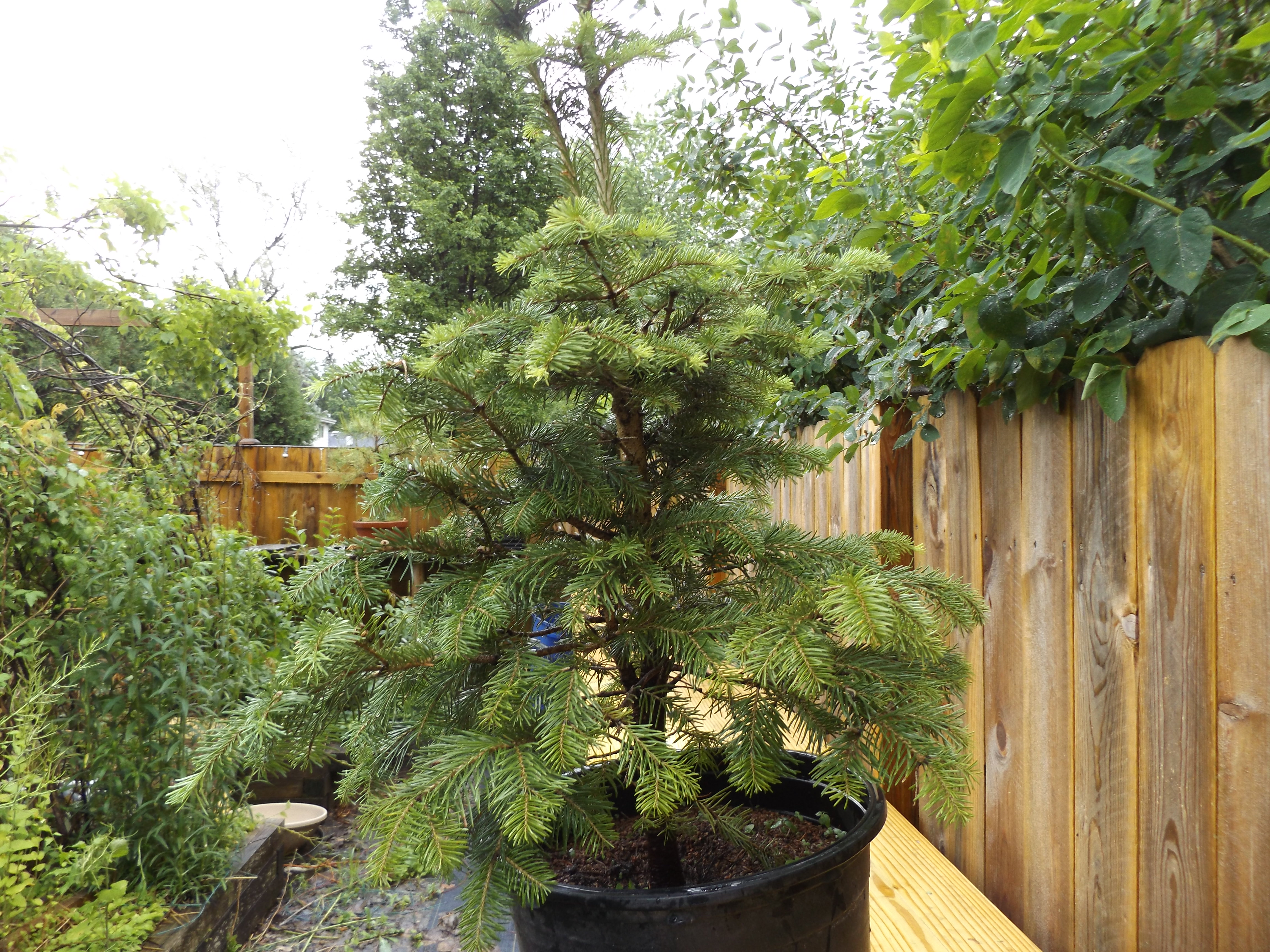 Tree 7 cork bark fir 2 150 SOLD